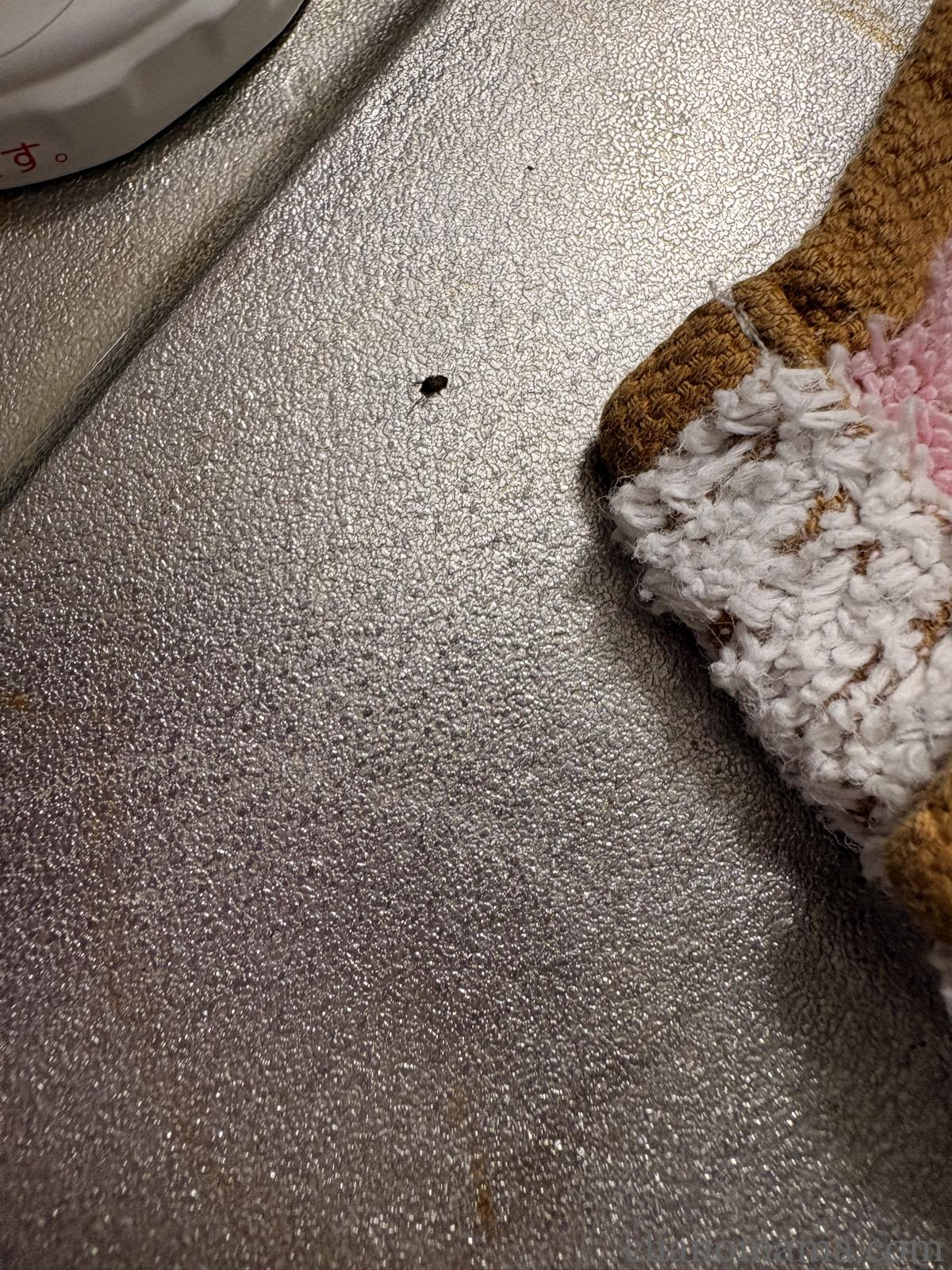 キッチンのシンク横で退治したコバエ